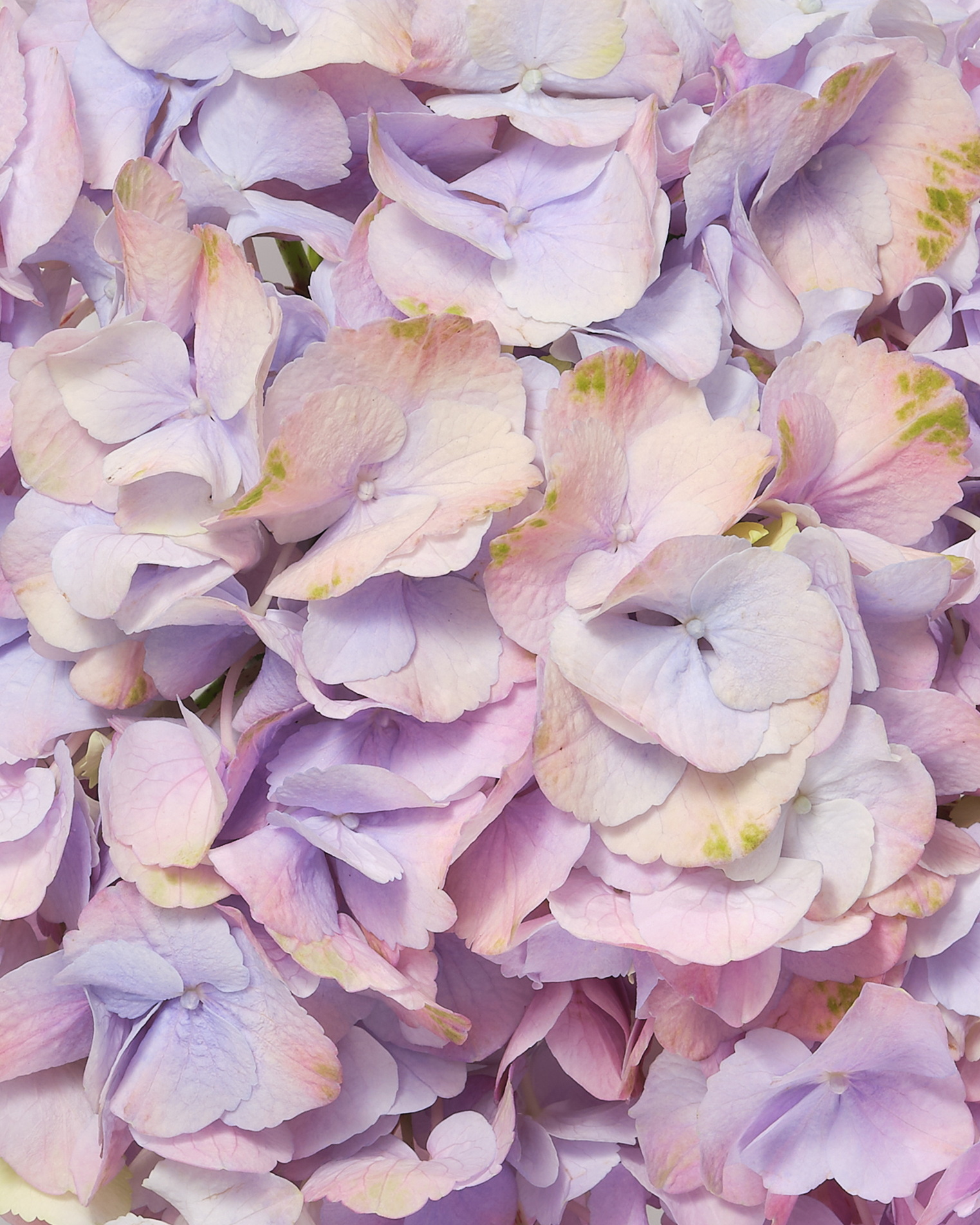 DELVAUX SS25 Flowers close up 4 X5
